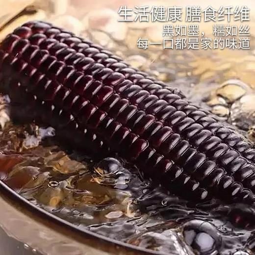 东北黑玉米10个/箱真空包装【龙菲精选】 商品图3