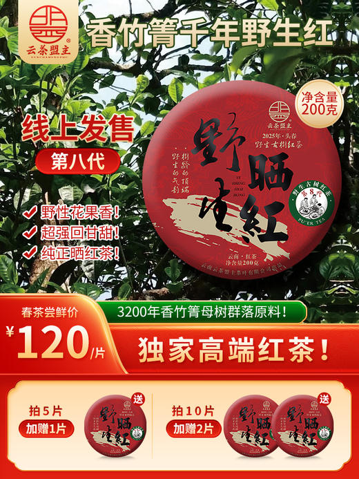 云茶盟主线上第八年首发！市面最强晒红茶！【香竹箐千年野生晒红】首发超强补贴！3200年野生古茶王群落 野性花果香极其丰富！ 现货速发！ 商品图1