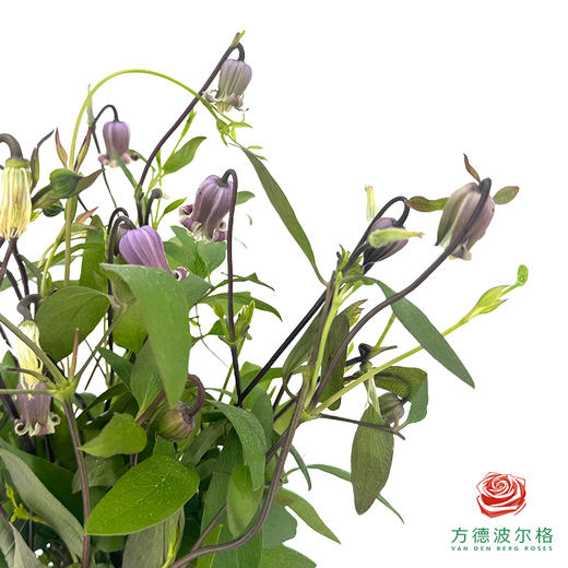 铁线莲 香芋奶茶10枝一扎 商品图0