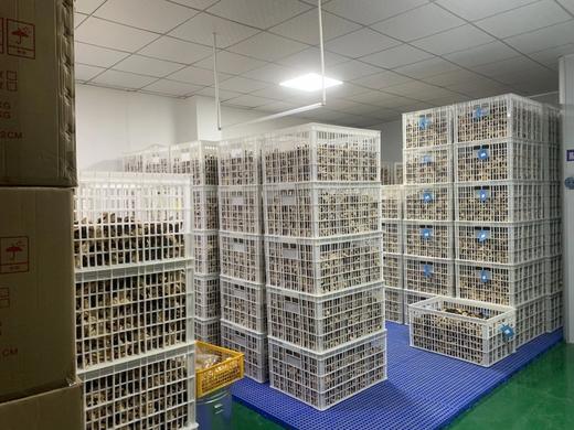 2016新会东甲二红驳枝冬前 陈皮(整皮) 商品图4