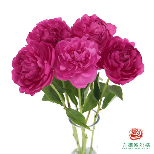 芍药 -大富贵 5枝/扎 商品图2