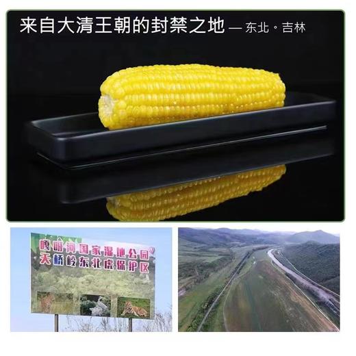 出口级有机速冻雪山玉米# 糯甜玉米味十足，来自长白山黑土地，非真空极速冷冻鲜度高 商品图7