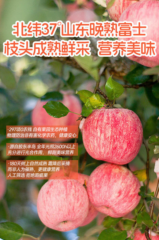 每日乔安·蒸苹果干0添加配料只有苹果0蔗糖健康休闲养生零食香甜肉质厚 商品图5