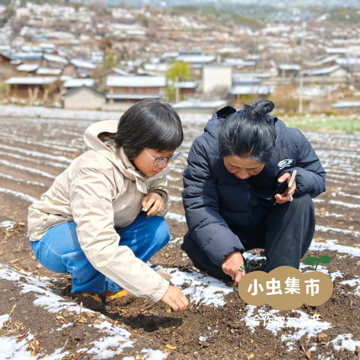 高原生态雪百合干 200g | 合作农友生产，产自云南香格里拉，生产者：李忠青 ＆【公平贸易农人定价】 商品图9