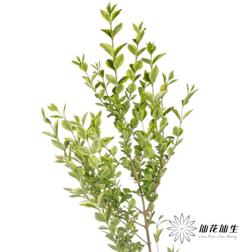 叶材 | 黄杨 商品图3