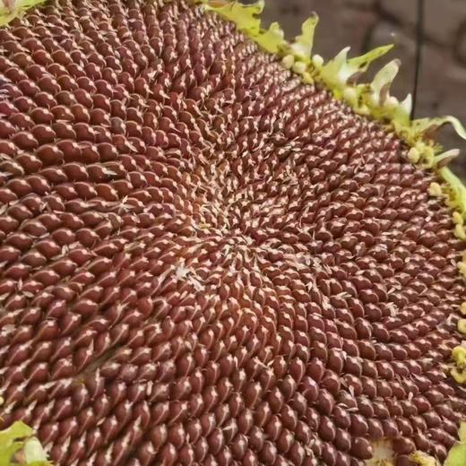红瓜子  新鲜生瓜子 好吃不上火 商品图4