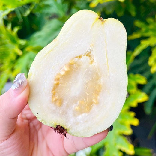 【分仓直发包邮】福建树上熟奶油芭乐3斤（6-10个） 商品图1