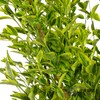 叶材 | 黄杨 商品缩略图2