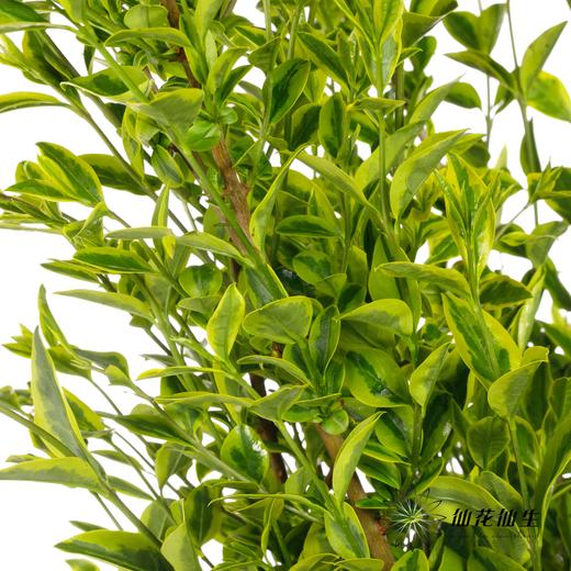 叶材 | 黄杨 商品图2