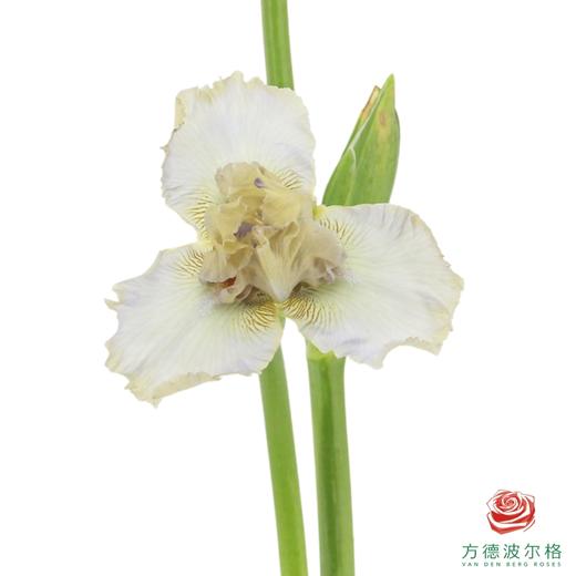 德国鸢尾-阿玛奇 1枝 商品图0