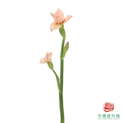 德国鸢尾-柯莱特 1枝 商品图1
