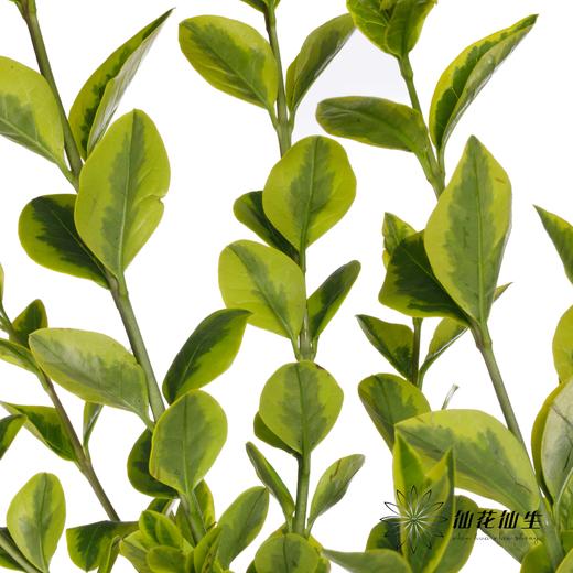 叶材 | 黄杨 商品图0