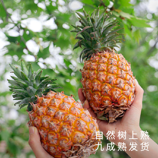 艾格吃饱了 海南金钻凤梨肉质不柴无渣 商品图2