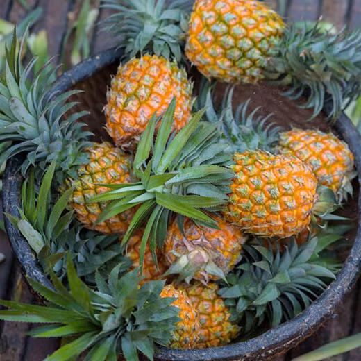 广东徐闻菠萝 3斤装 商品图0