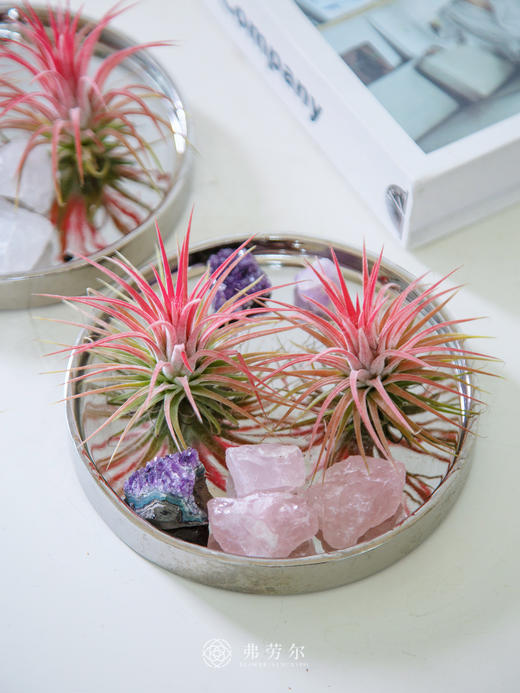 水晶空气凤梨 商品图5