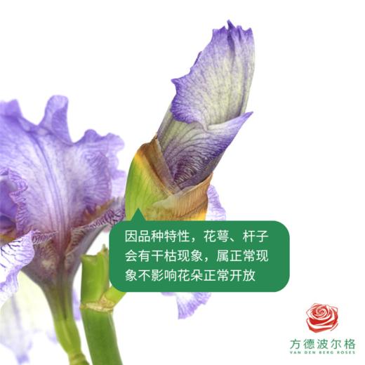 德国鸢尾-葡萄酒 1枝 商品图2