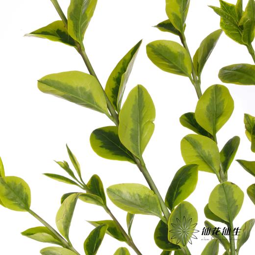 叶材 | 黄杨 商品图4