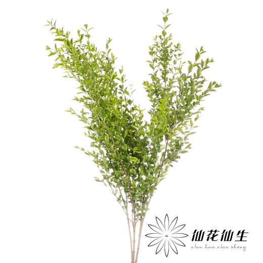 叶材 | 黄杨 商品图1