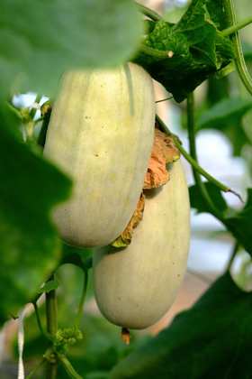 博洋甜瓜一箱（约4.5斤）