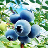 雪山恬-丽江雪山蓝莓大果4盒(125g/盒,果径15mm+) 商品缩略图2