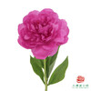 芍药 -大富贵 5枝/扎 商品缩略图0