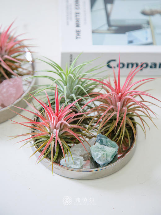 水晶空气凤梨 商品图3