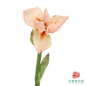 德国鸢尾-柯莱特 1枝