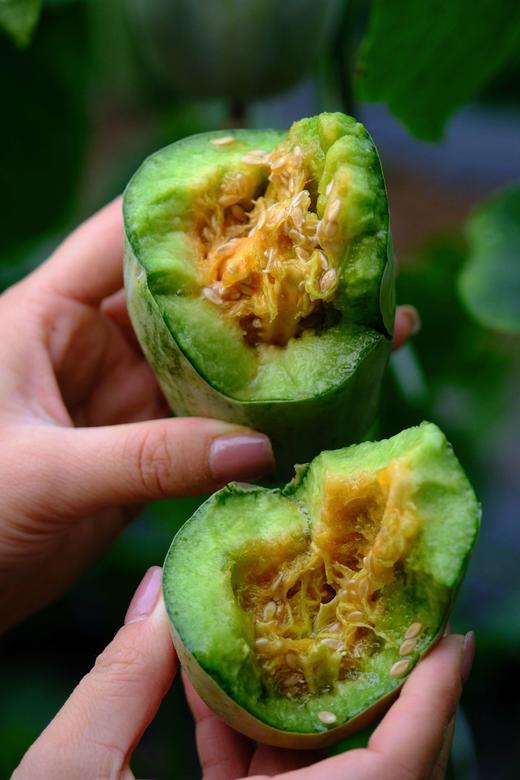 博洋甜瓜一箱（约4.5斤） 商品图1