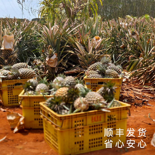 艾格吃饱了 海南金钻凤梨肉质不柴无渣 商品图3