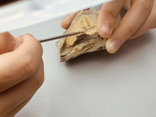 西北大学博物馆 |【达尔文实验站】 商品图0