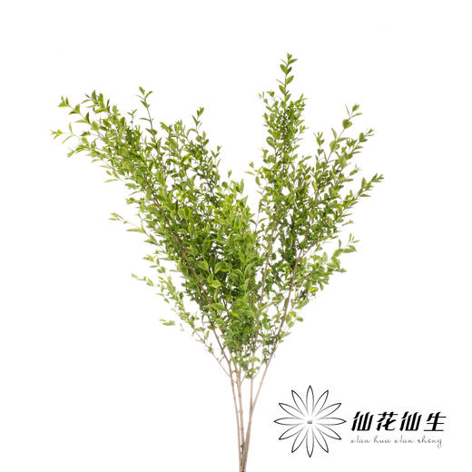 叶材 | 黄杨 商品图5