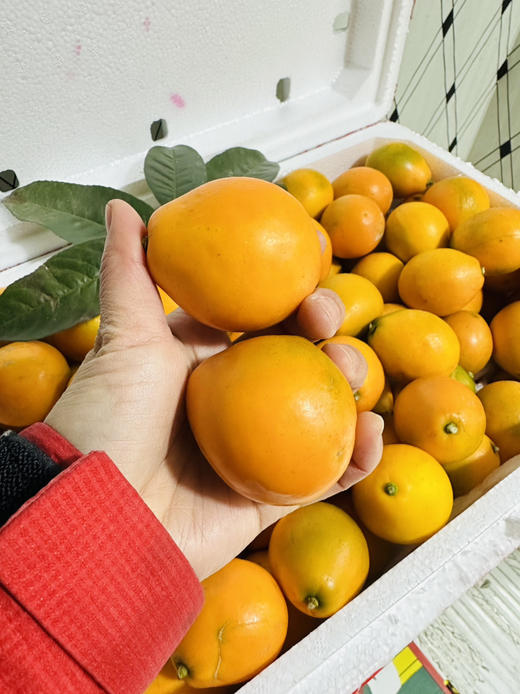 脆蜜金柑  霸王大果 商品图12