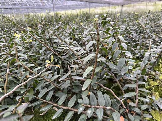 安叶家自产铁皮石斛粉（100克） 商品图4