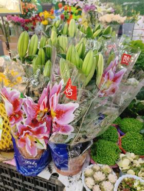 土培香水百合一盆