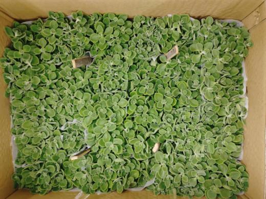 碰碰香多肉一盆 商品图2