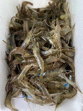 德清小河虾(15.8元1箱约200g＋)包鲜不包活  ， 次日到