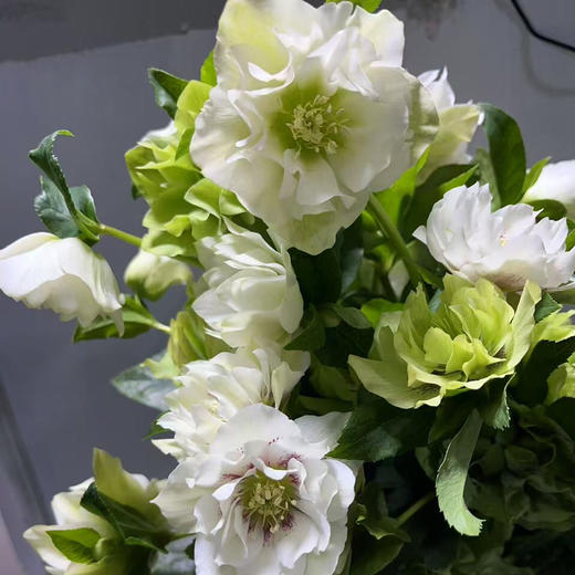 菟葵.白色（重瓣） 商品图0