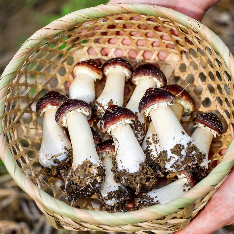 [新鲜赤松茸] 福建古田现采现发 鲜美嫩滑脆爽 一口鲜掉眉毛