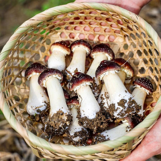 [新鲜赤松茸] 福建古田现采现发 鲜美嫩滑脆爽 一口鲜掉眉毛 商品图0