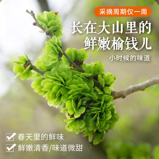 【密云】深山鲜嫩榆钱 包邮装  应季鲜食  清香微甜   吃法多样  榆钱儿 商品图7