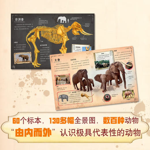 【童趣】惊人的骨头 共3册 恐龙 动物 百科 商品图3