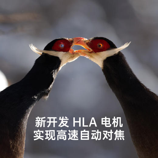 （联系客服享优惠价+赠品）适马（SIGMA）500mm F5.6 DG DN OS ｜Sports 全画幅 超远摄定焦镜头 打鸟拍荷花 商品图4