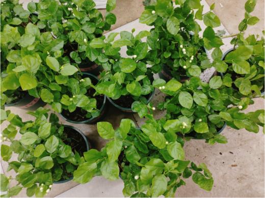 土培茉莉花一盆 商品图1