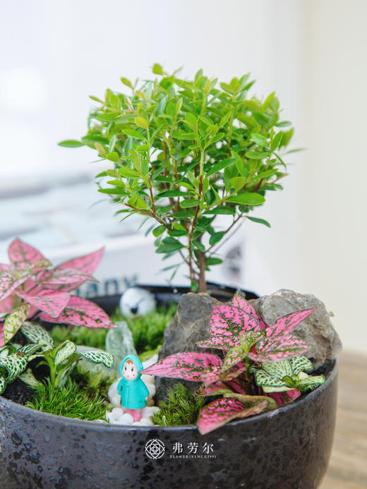 黄杨盆景 商品图2