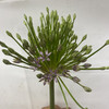 配花-烟花葱花-1支 商品缩略图3