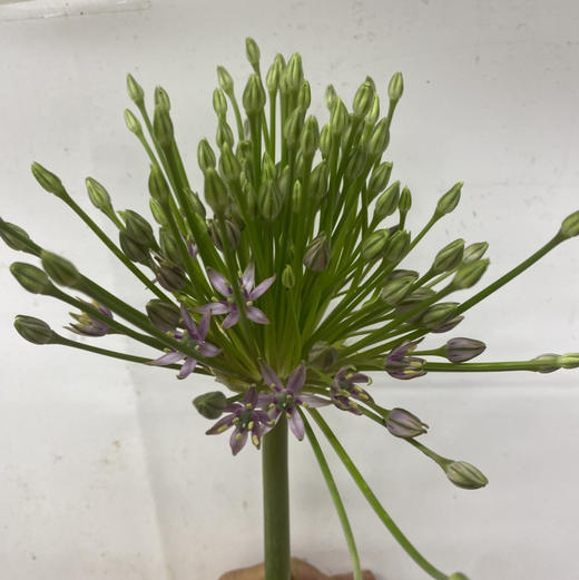 配花-烟花葱花-1支 商品图3
