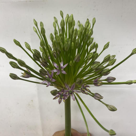 配花-烟花葱花-1支 商品图2