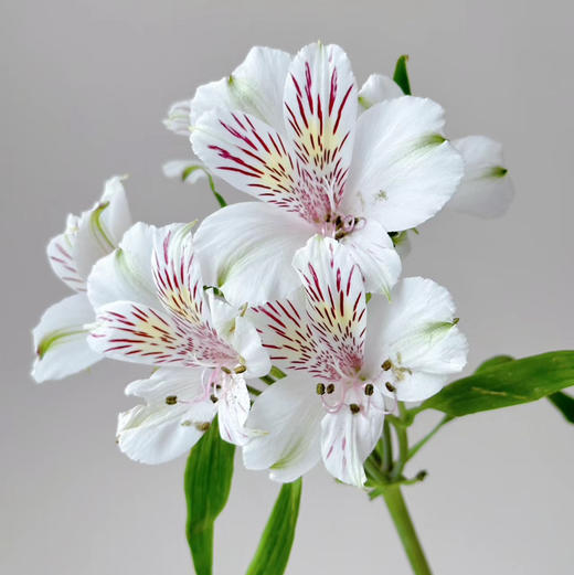 海盛六初水仙百合十支装白色 商品图0