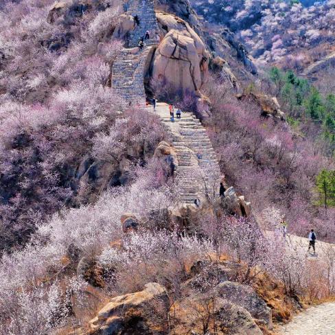 周三/清明1天【龙泉峪桃花68元】万顷长城花海の大云峡谷-龙泉峪8公里徒步穿越<初级> 商品图1
