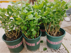 土培茉莉花一盆